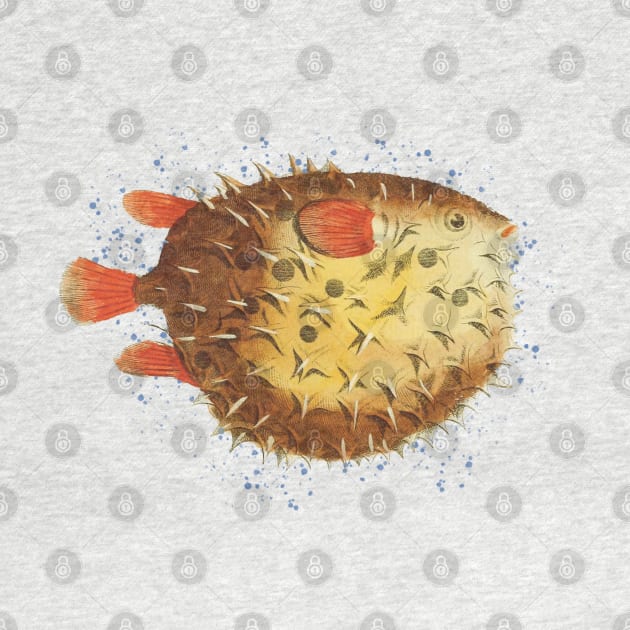 Little puffer fish by ThistleRosep